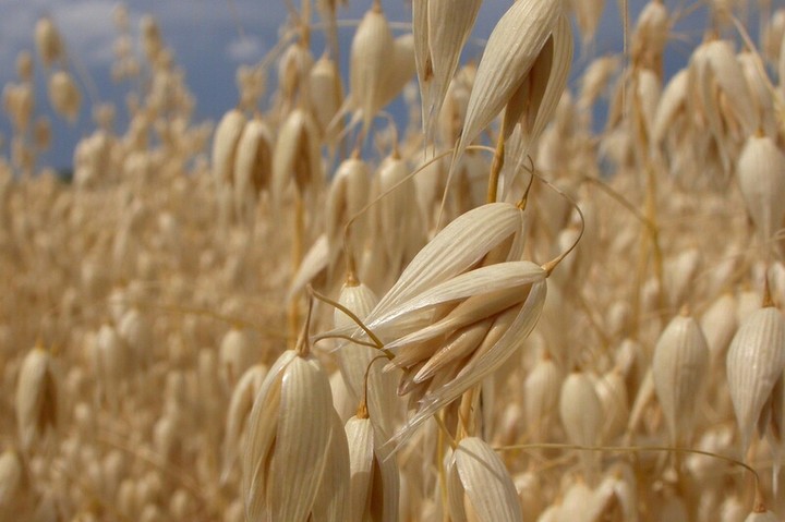 oats