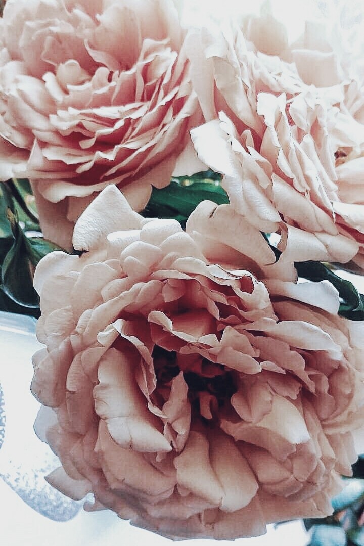 tea rose