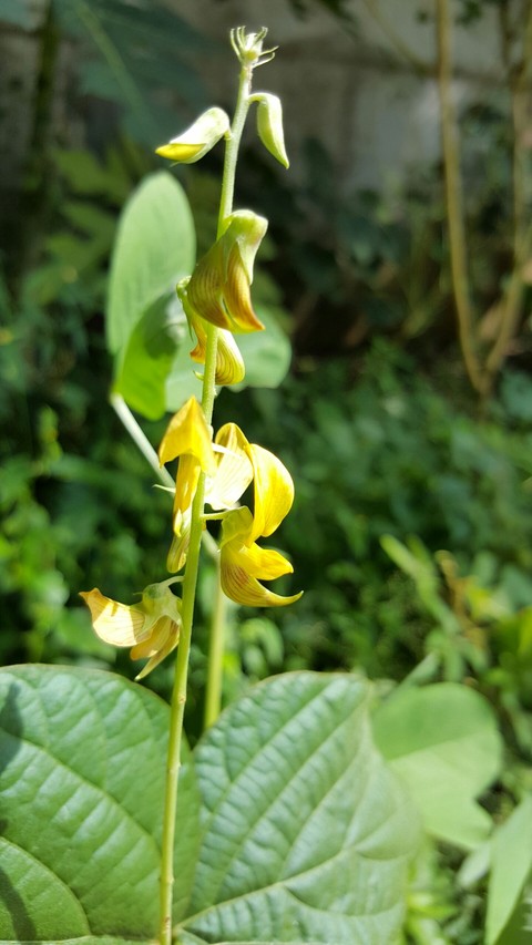 Bunches of flower