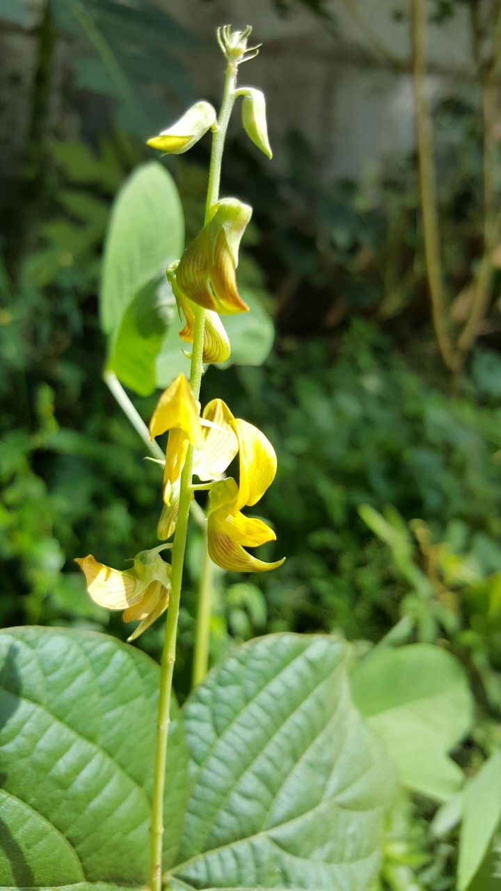 Bunches of flower