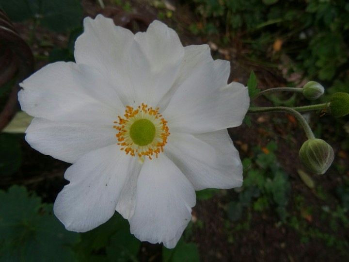 Flower