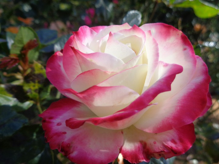 pink