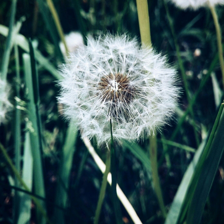 Dandelion