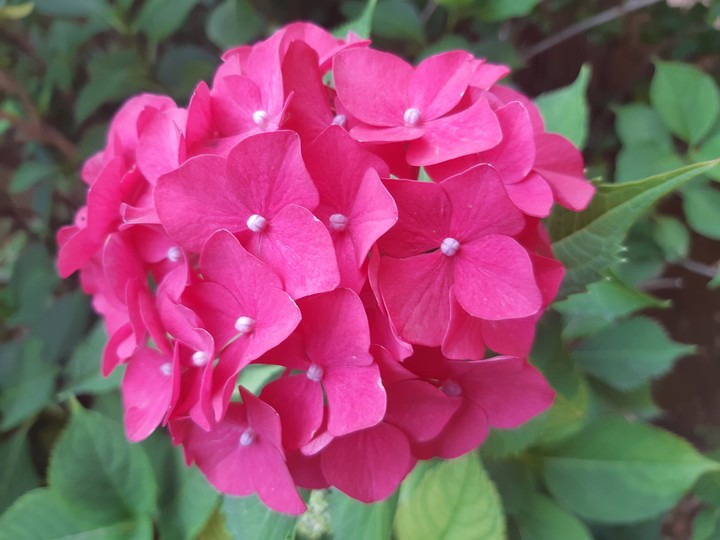 hydrangea