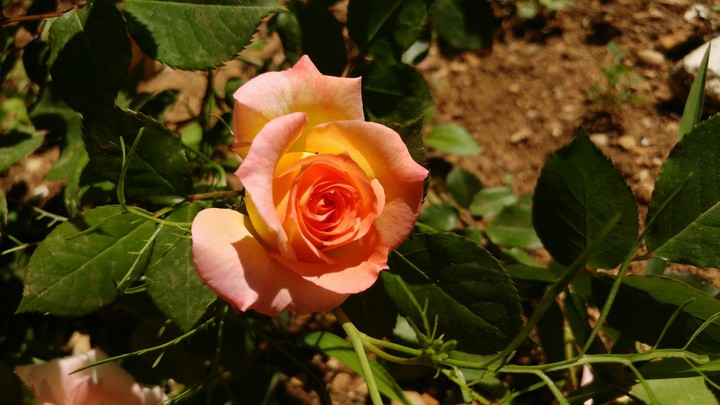 flower