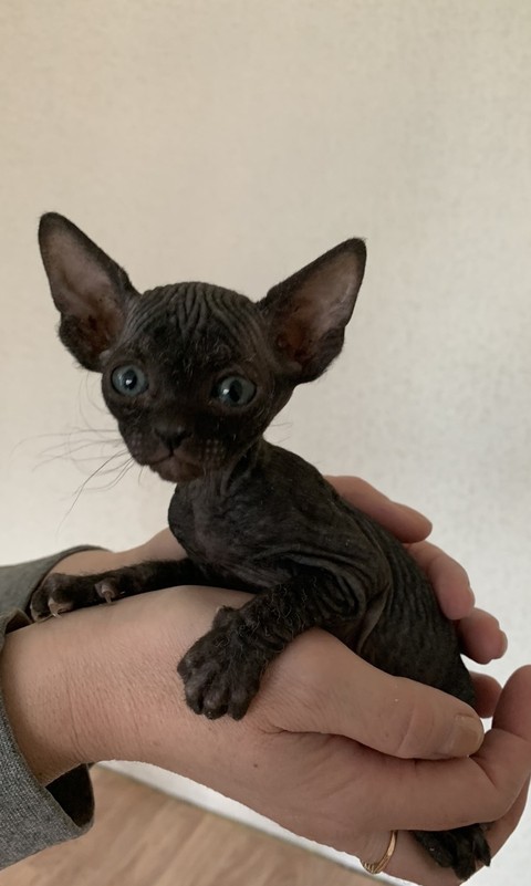 tapety grey, Ear