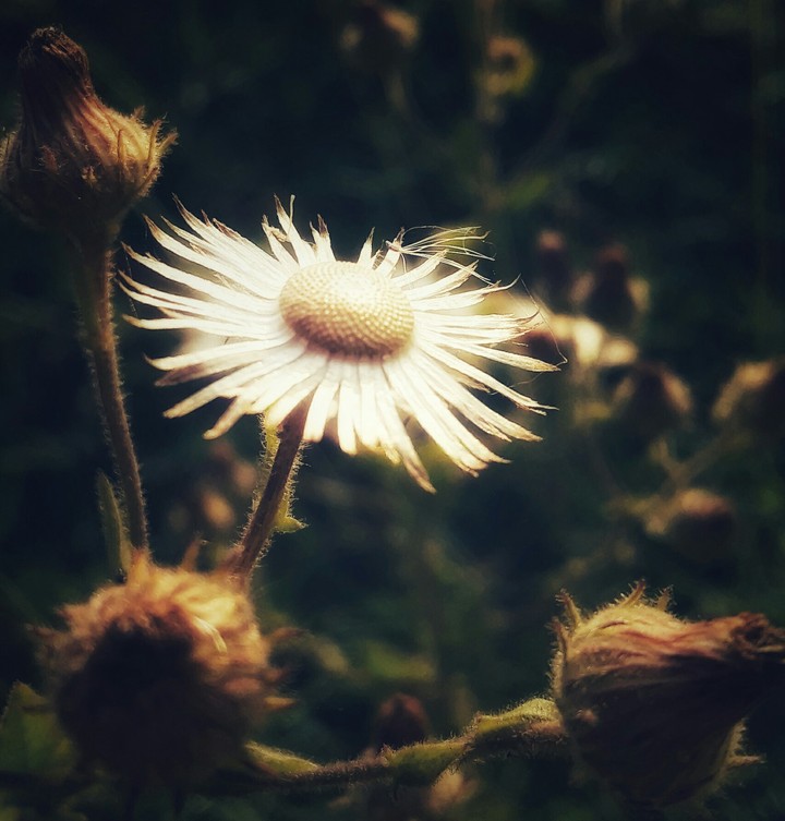 Beauty of flower