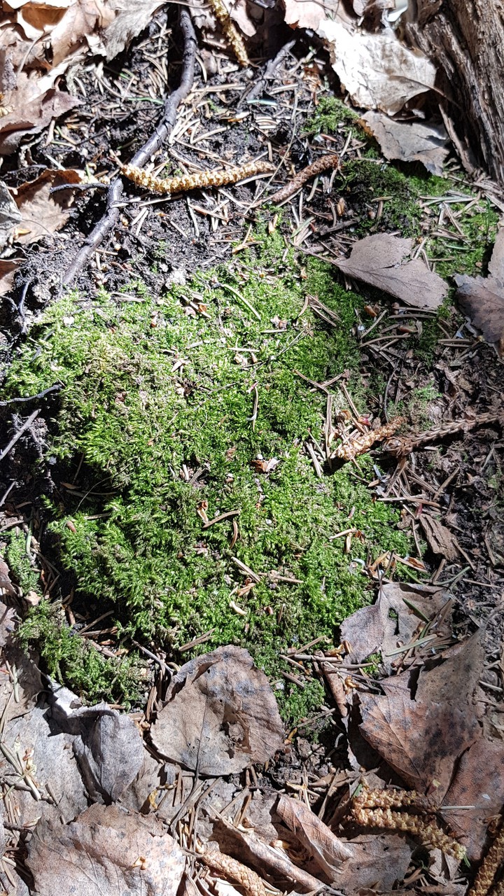 Moss