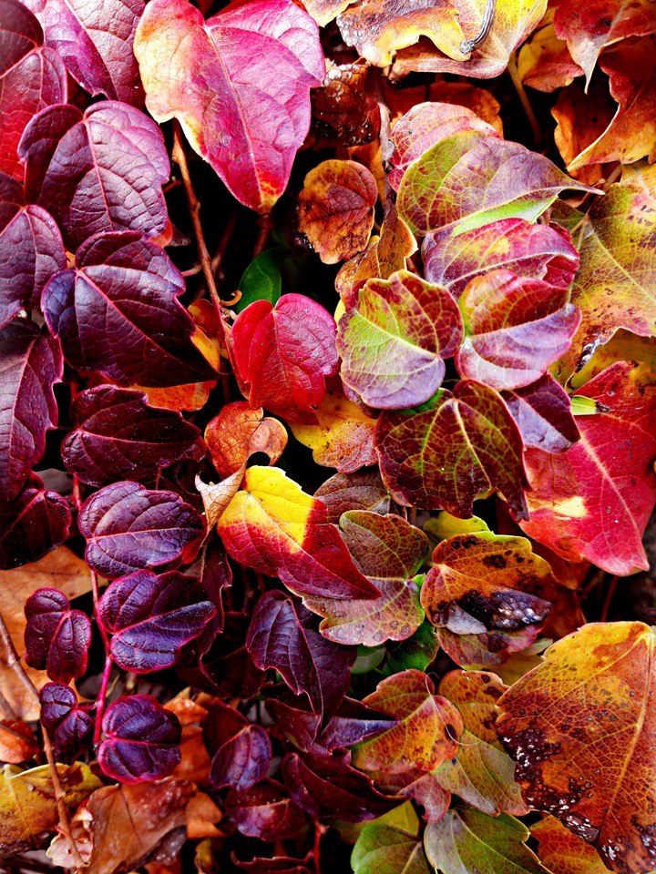 autumn