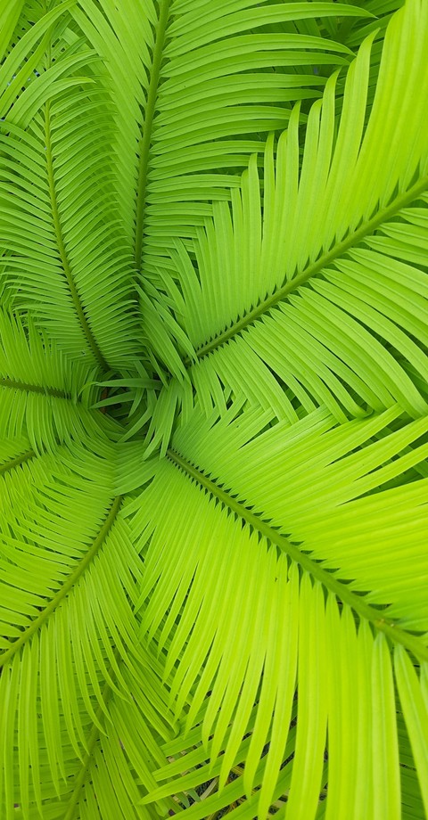 sfondi green, cycad