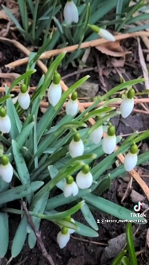 spring