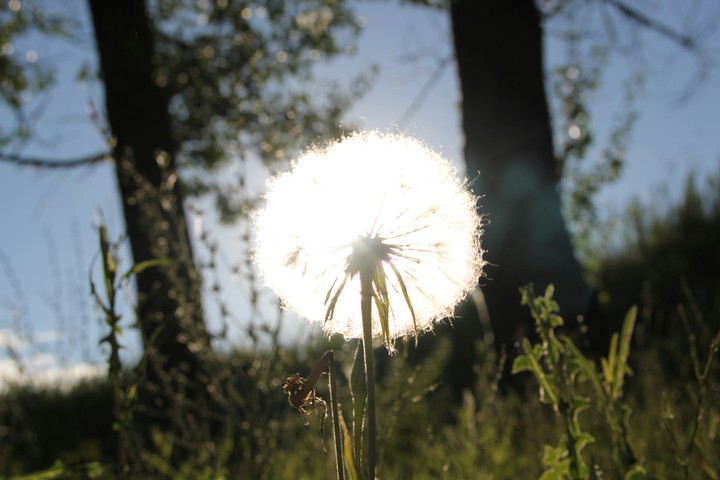 Dandelion
