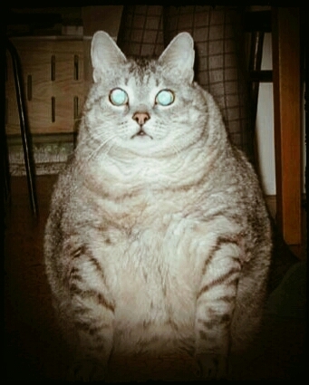 Big Fat Cat