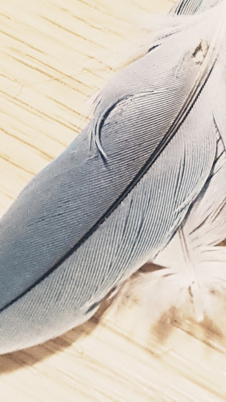 깃털