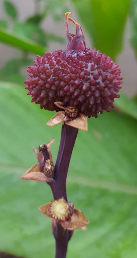 red atom flowers