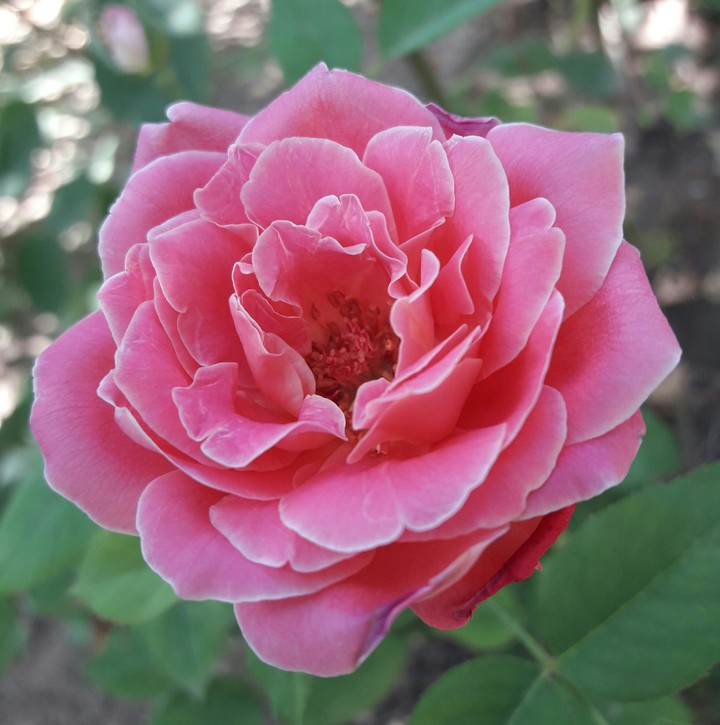 beautiful rose