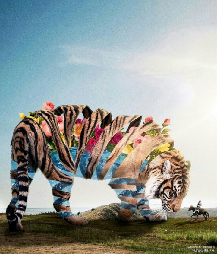 See the colorful World Inside The Tigers