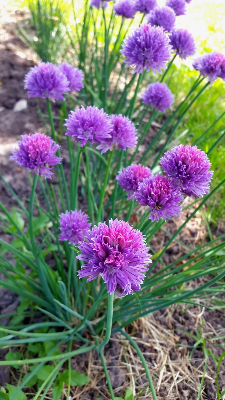 onion's flowers