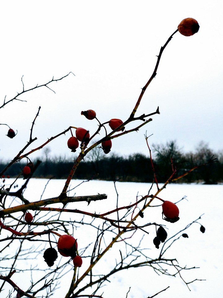 LG G6 winter shoot