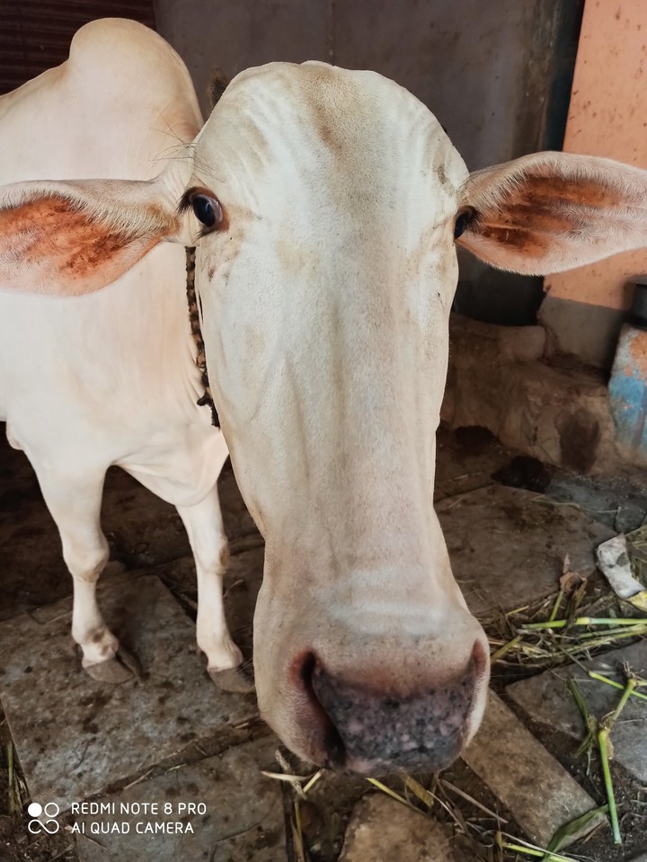 indian cow closeup