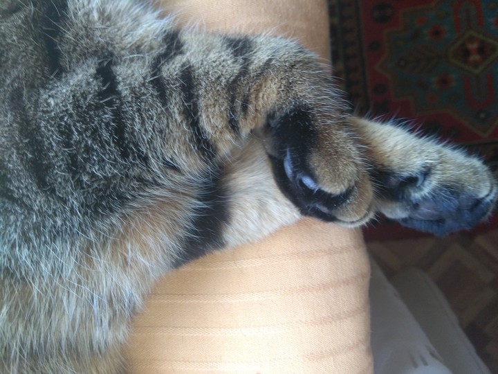 кошачьи лапки