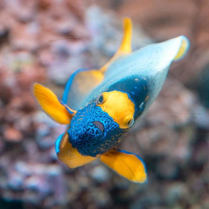 Lovely fish....