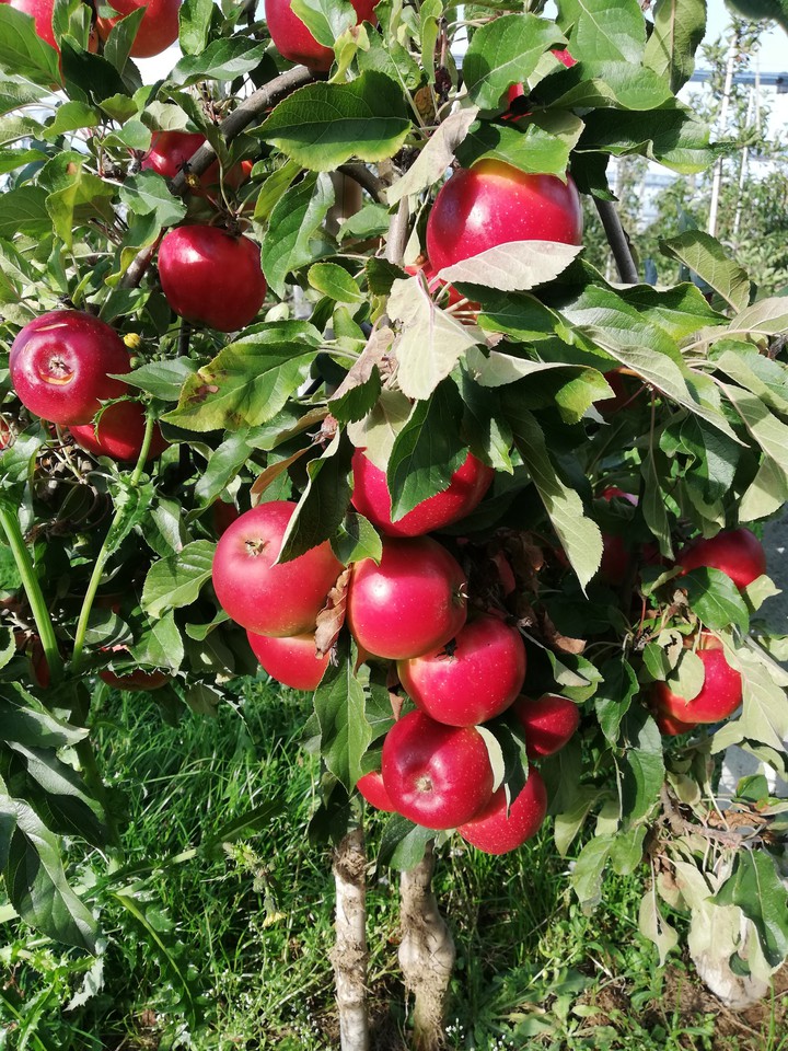 Apfelbaum