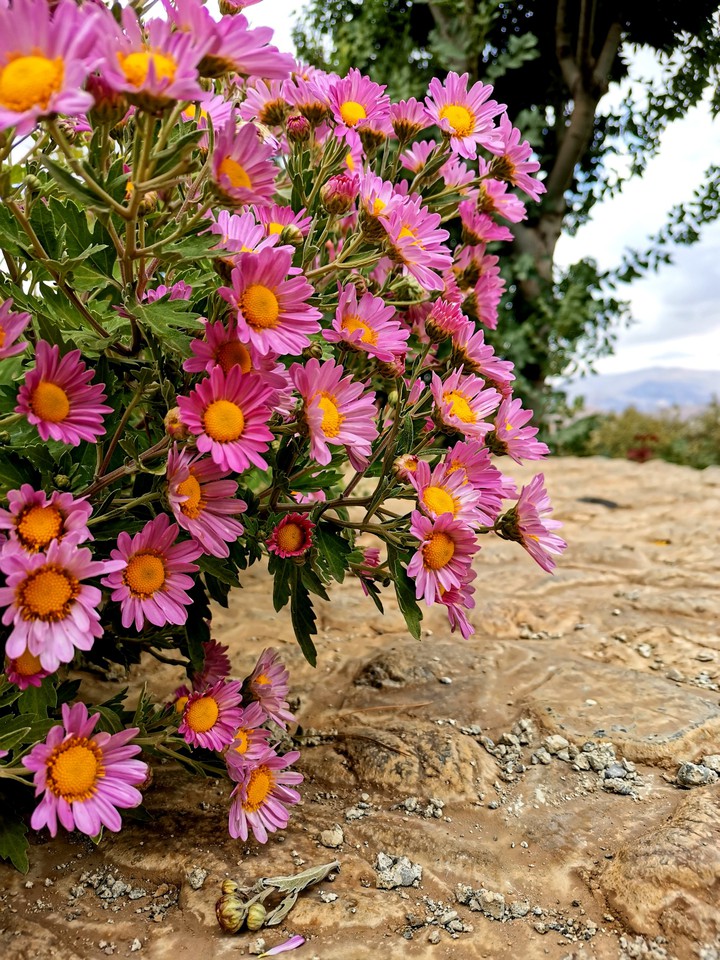flower