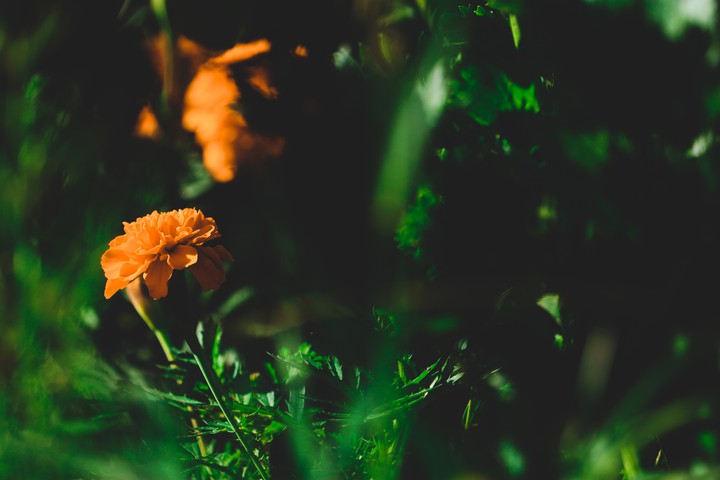 flower