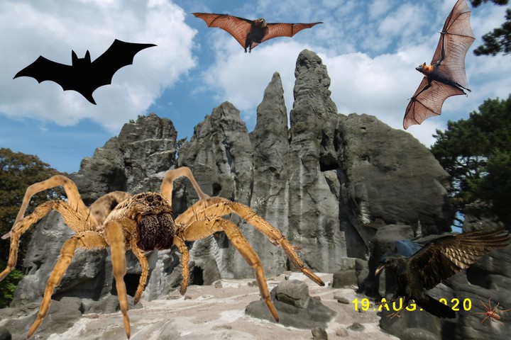 Riesenspinne