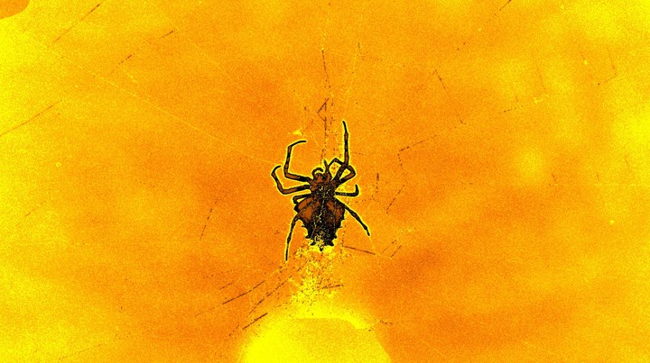 Spider