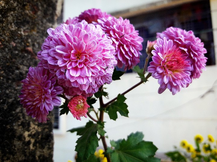 Chrysanthemum