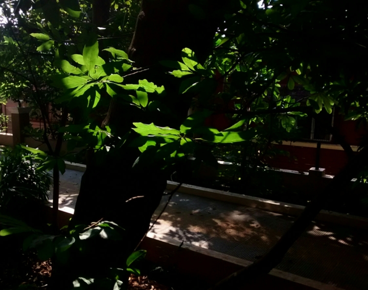 Nature shines