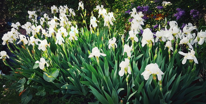 flowers