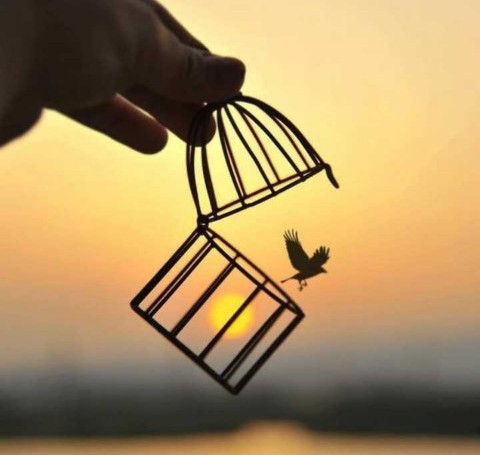 freeBird