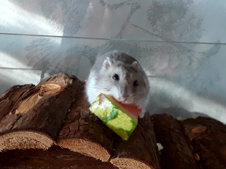My Hamster Nussi