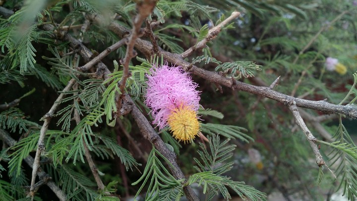 Pink and yellow