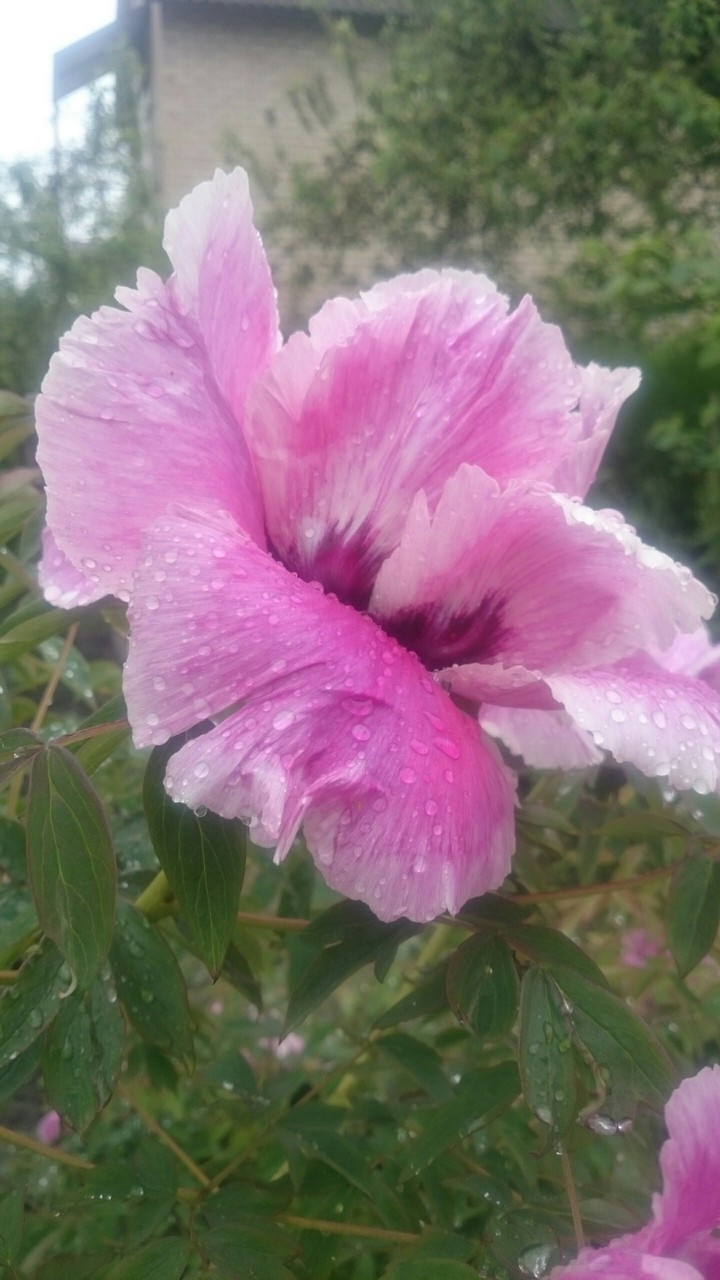 raindrops flowers