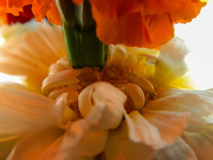 flower ?