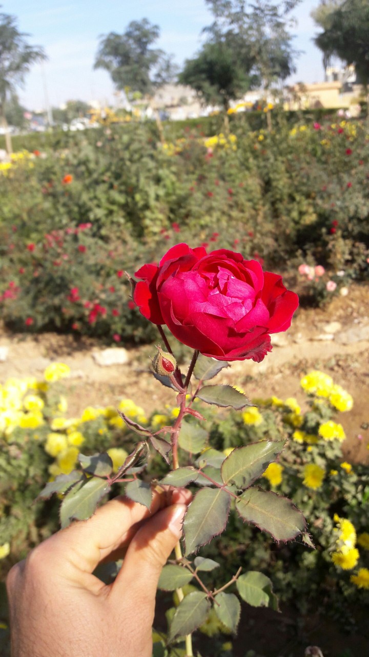 flower