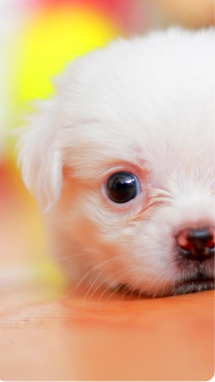 Puff
