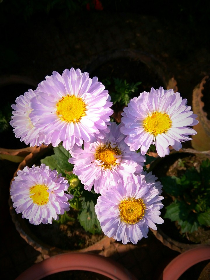 flowerclik