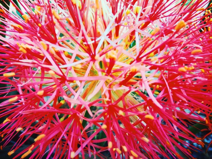 flowers love