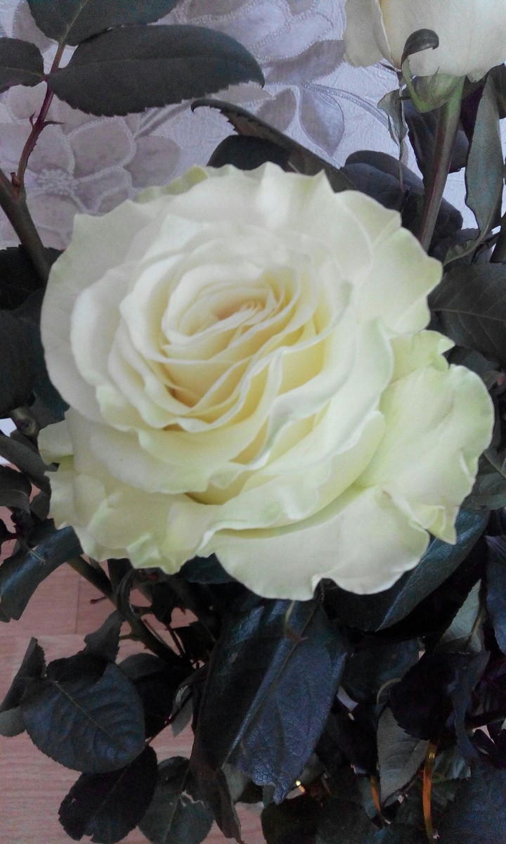 white rose