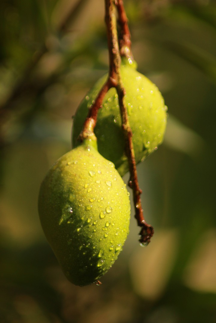 mango