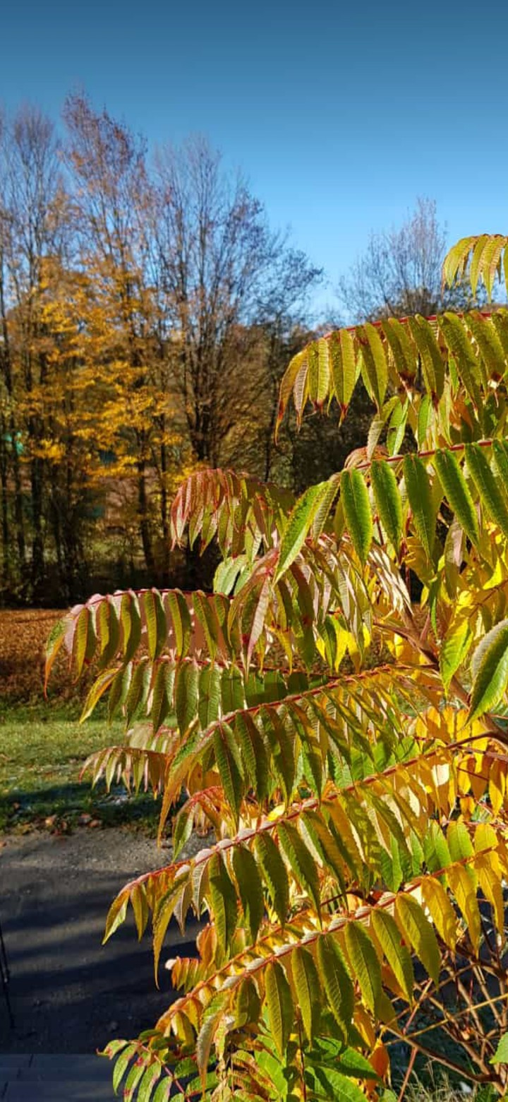 Autumn