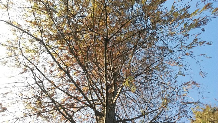 Sky and Tree