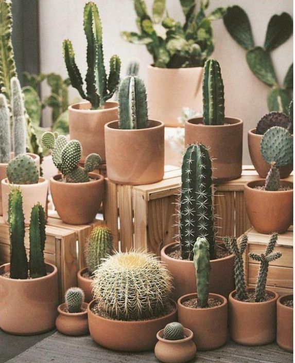 cactuses