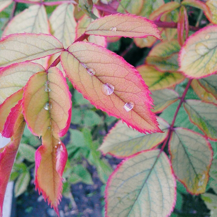 Wet leaf