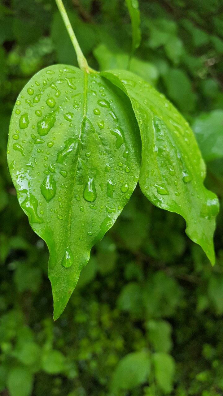 leaf